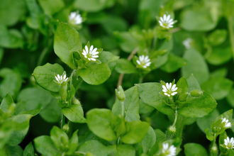 Common Chickweed