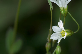 Fairy Flax