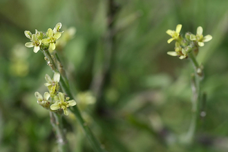 Hedge Mustard