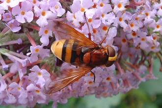 Hornet Mimic Hoverfly