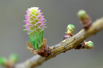 European Larch