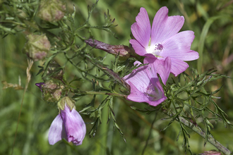 Musk Mallow