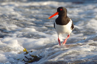 Oystercatcher