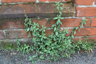 Pellitory-of-the-wall