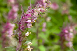 Red Bartsia