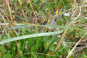 Sea Beet