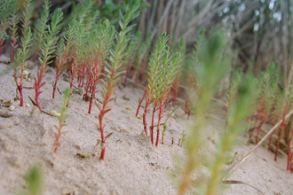 Sea Spurge