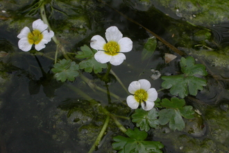 Common Water-crowfoot