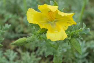 Yellow-horned Poppy