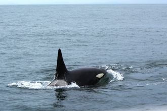 Orca