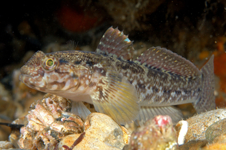 Rock goby