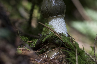 Stinkhorn fungus