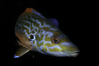 Male cuckoo wrasse