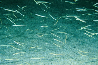 Sand eels