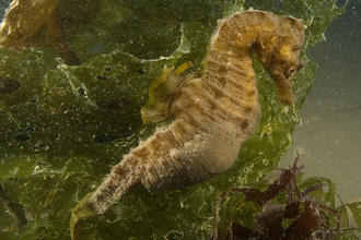 Short-snouted seahorse