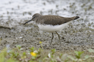 Green sandpiper