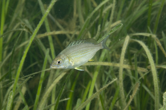 Black sea bream