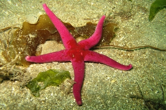 Bloody Henry starfish