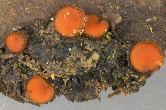 Common eyelash fungus