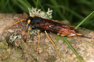 Giant horntail