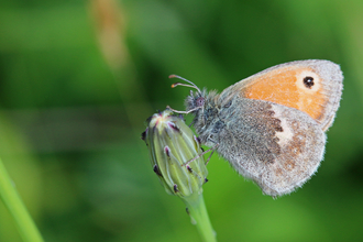 Small heath