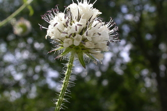 Small teasel