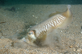 Cuttlefish digging for sand eels