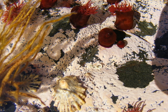 Anemones in a rockpool