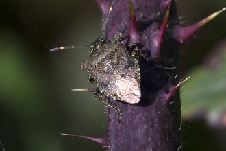 Bronze shieldbug