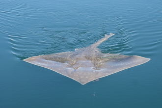 Flapper (common) skate