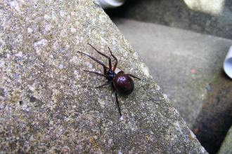 False widow spider