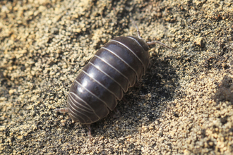 Pill woodlouse