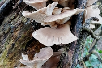 oyster mushroom