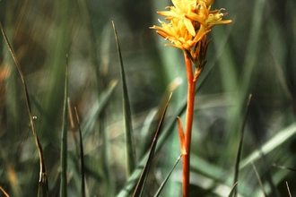 Bog asphodel 