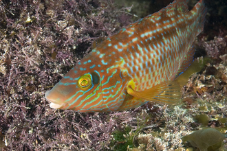 Corkwing wrasse