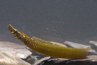 worm pipefish