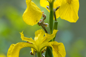 yellow iris