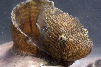 Montagu's sea snail