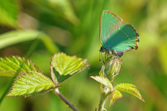 green hairstreak