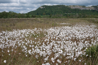 Raised bog