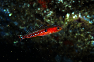 Two spot goby