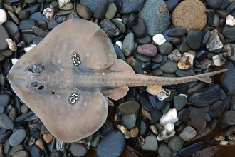 cuckoo ray