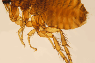 Cat flea