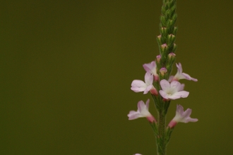 Vervain