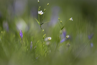 Stitchwort