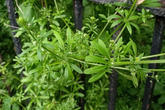 Goosegrass