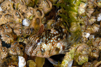 A Montagu's blenny lurking by an underwater patch of barnacles