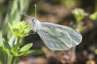 A wood white butterfly resting on a plant, with its distinctive oval wings closed