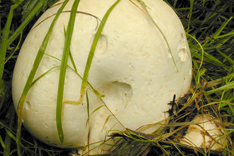 A giant puffball growing in a patch of grass. It's a football-shaped fungus with pockmarked, off-white skin