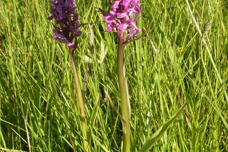 Southern Marsh Orchid 